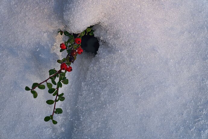 cotoniaster-in-snow-2-copy