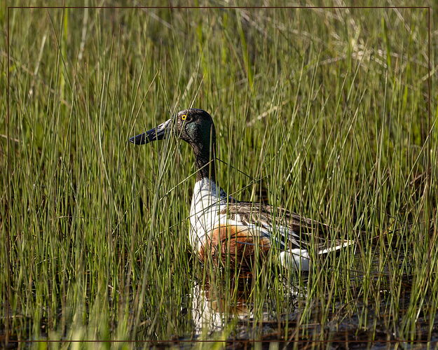 Northern Shoveler-NPN2.jpg