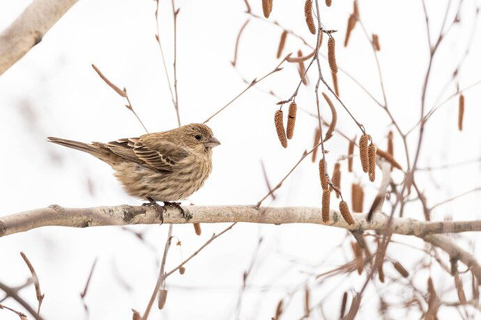 House Finch (female) (Haemorhous mexicanus)