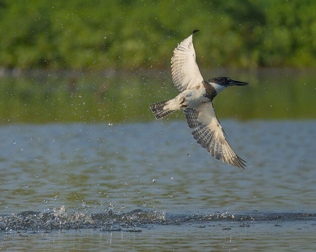 Belted Kingfisher 95