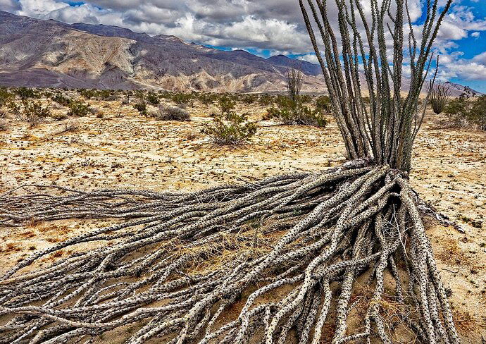 Ocotillo Skeleton 2023.jpg