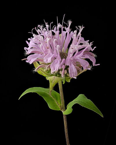 Monardafistulosa.jpg