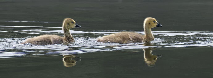 DSC_3075_DxO.jpg