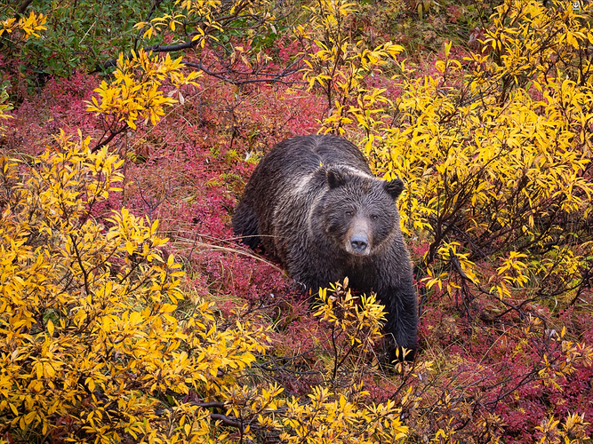 Bearrying (+revised) - Image Critiques - Nature Photographers Network