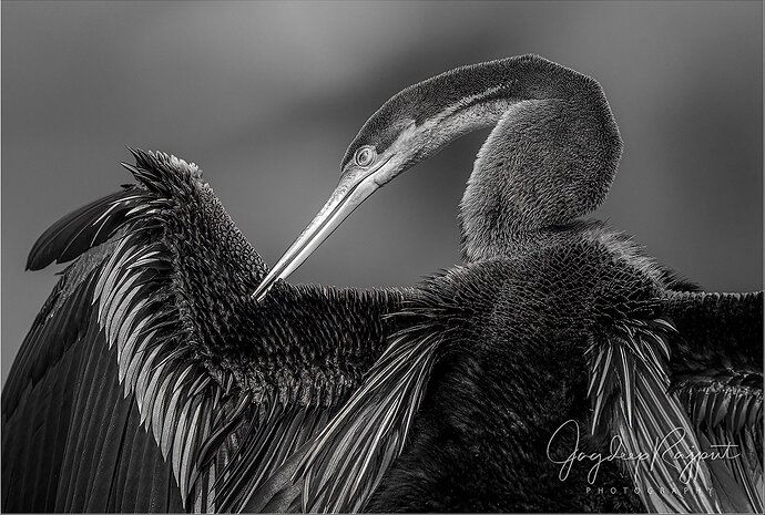 Oriental Darter preening.