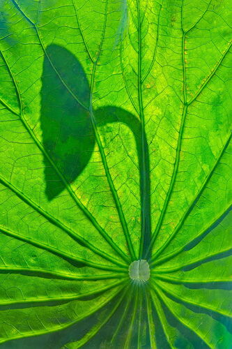 Lotus-Leafb