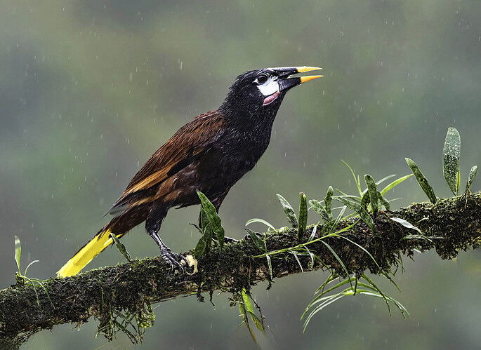 oropendula 1b copy final 2.jpg