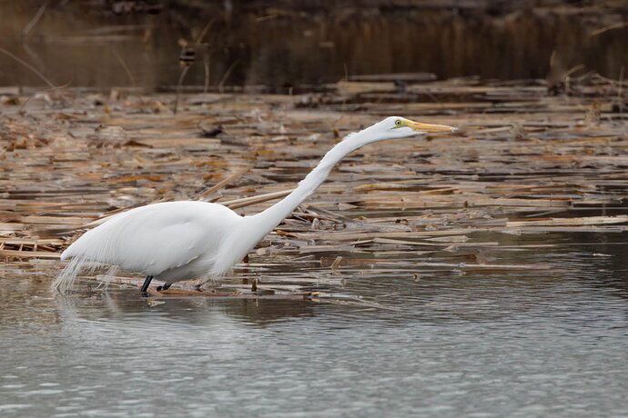 20230221-silverwook-lake-Shorebirds-0346-Edit