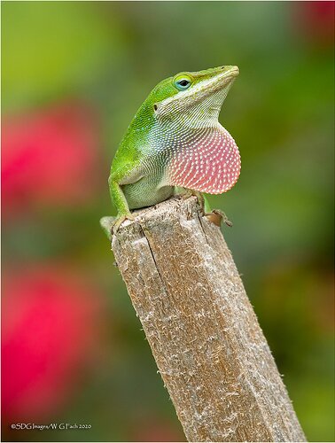 Strutting-His-Stuff-30400A77IIXXL