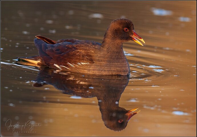 Indian Moorhen