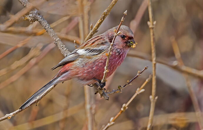 Long-tailed Rosefinch.jpg