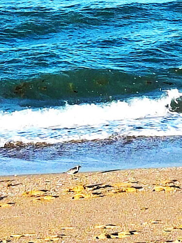 beach bird cpac show and tell no 1.jpg
