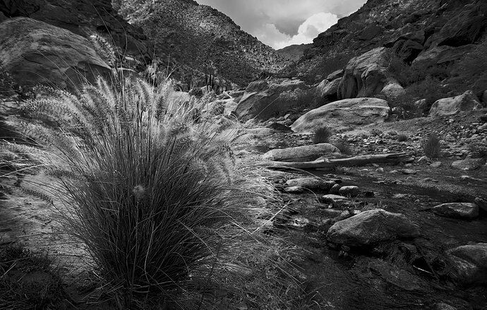 Borrego Palm Canyon BW