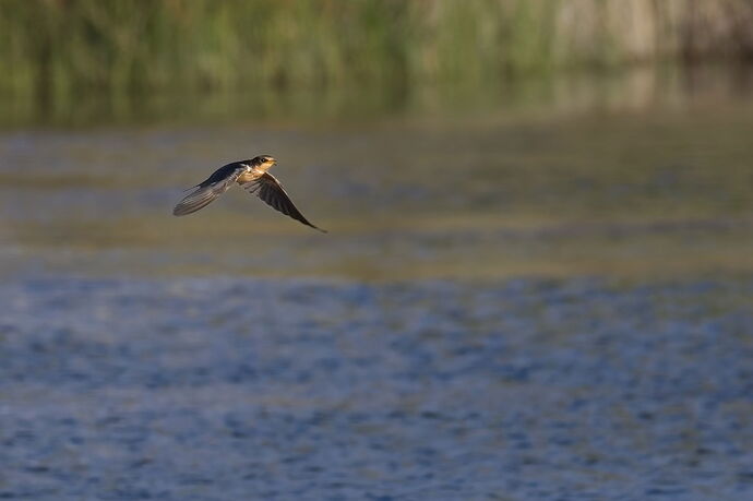 20250913_bird 7289.jpg