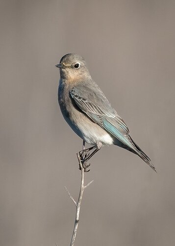 Female Mountain Bluebird