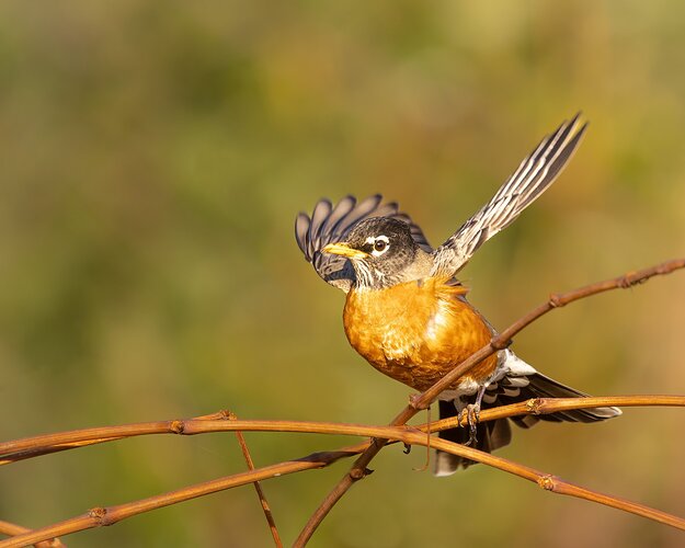 Robin-NPN