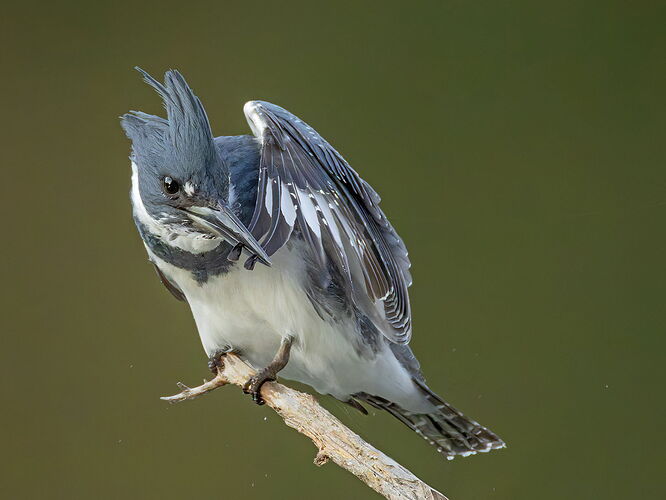 Belted Kingfisher 149