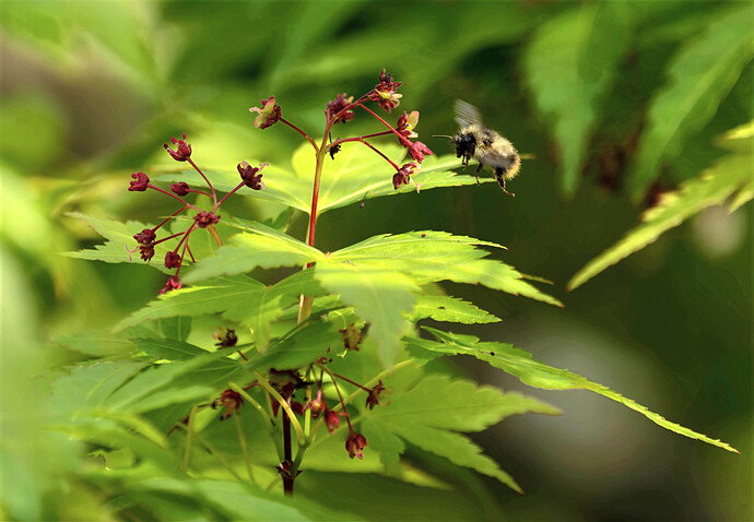 maple bee2_DeepPRIME XD3-1.jpg
