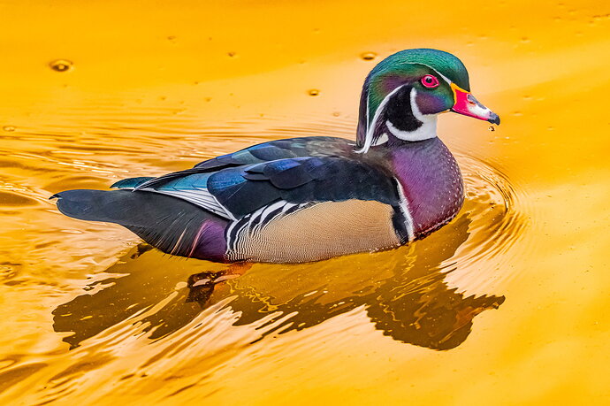 LO5D4348_DxO-2048PX