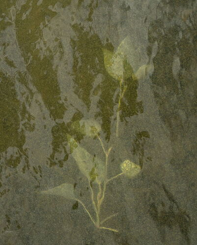 Nature- Drowning 2