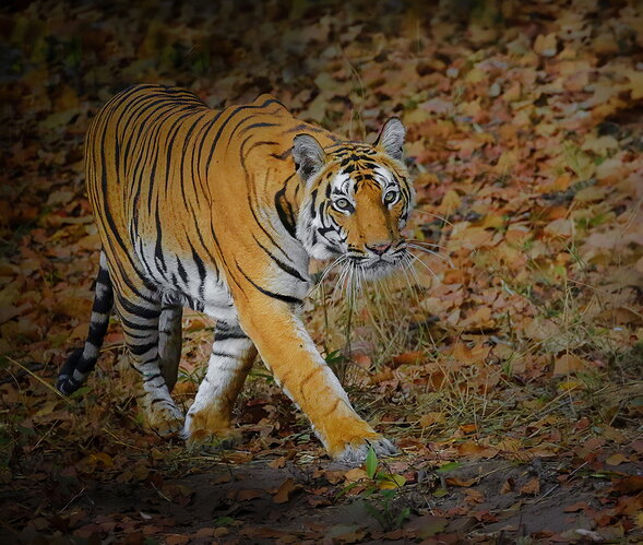 IMG3859-2 tiger