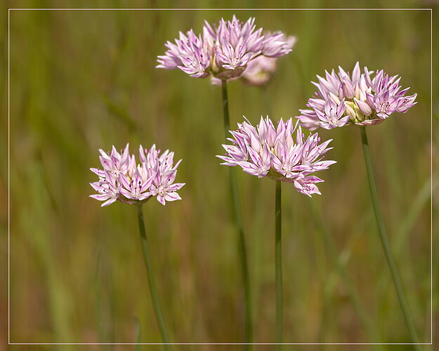 Narrowleaf Onion
