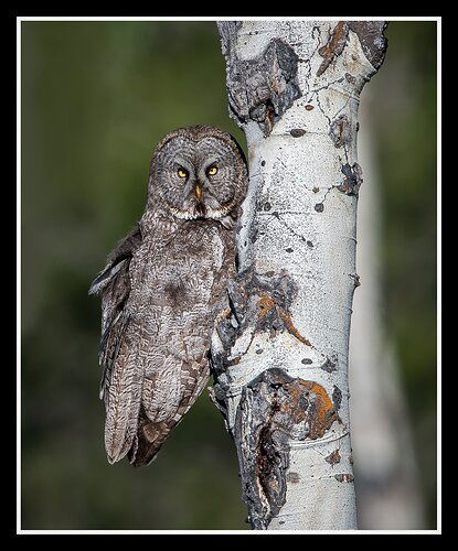 _DSC2218-greatgreyowl-Edit_printable-lettersize-edited-1_edited-1-2