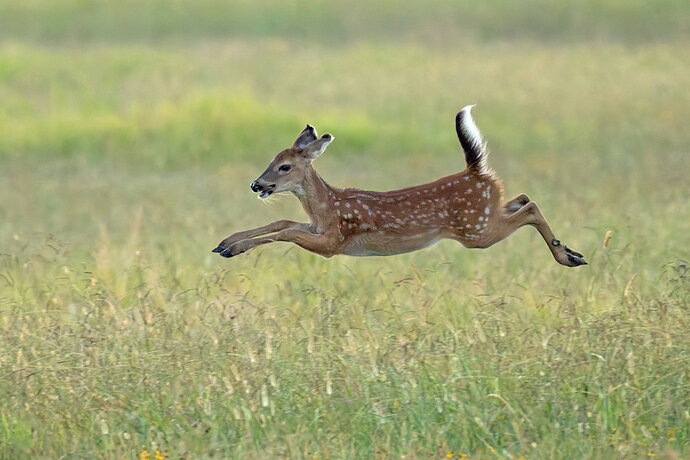 Frolicking fawn