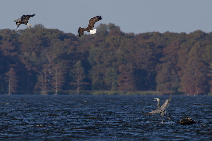 Bald Eagle-heron 2.jpg