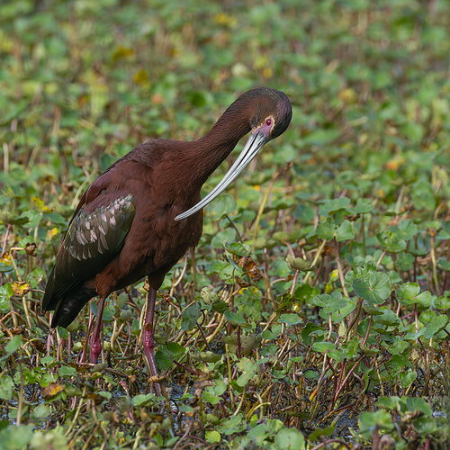 White-faced Ibis 3.jpg