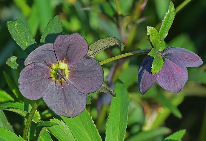 Hellebore