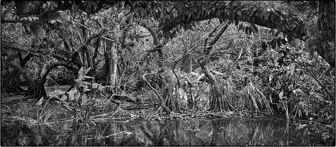 Naples Swamp 1
