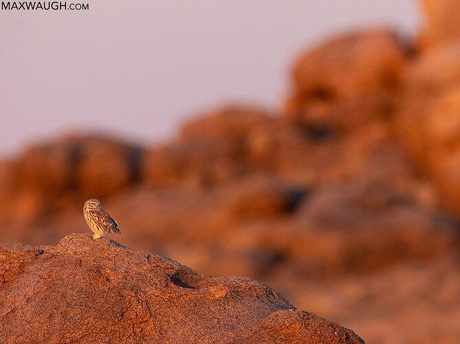 Little Owl