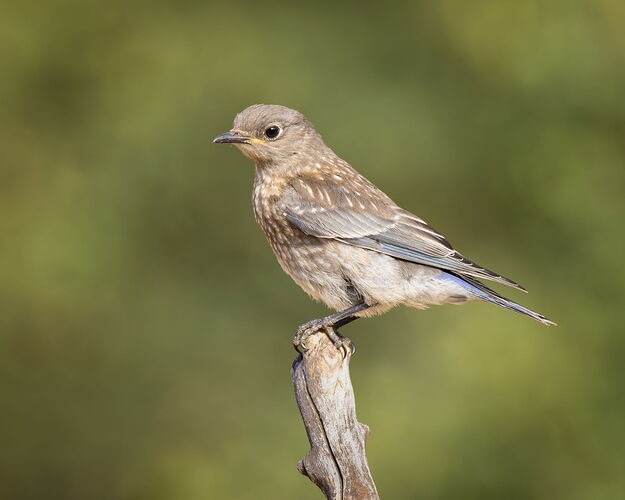 _49A1339-Edit.jpg