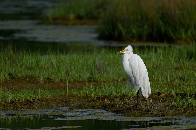 DSC_3118_DxO.jpg