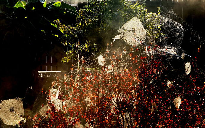 Spider Web Family Affair 3.jpg