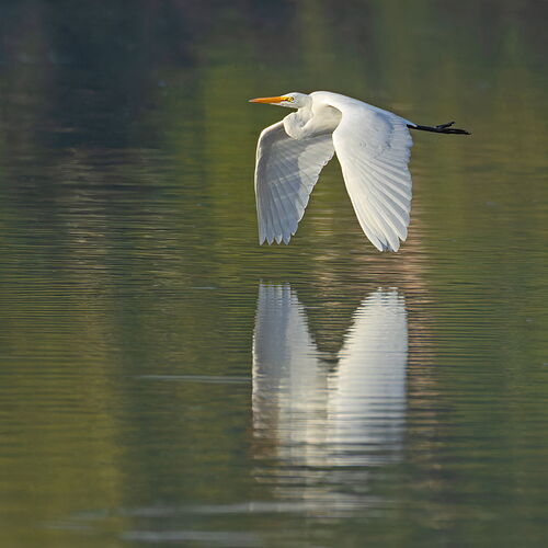 Great Egret 94.jpg