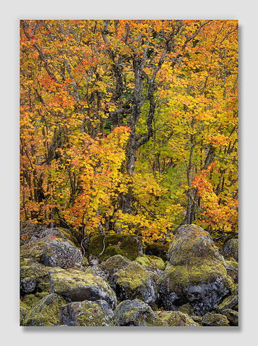 20251017 Splattered Boulders.jpg