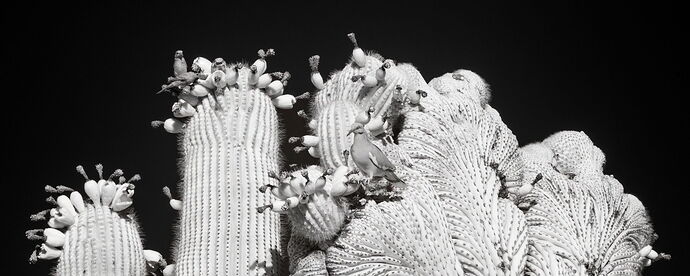 Saguaros and dove c.jpg
