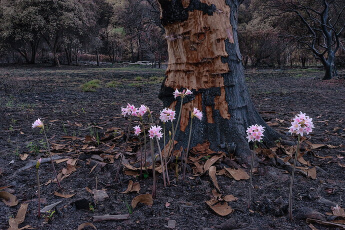 Original - CarrFire_090518_1703.jpg