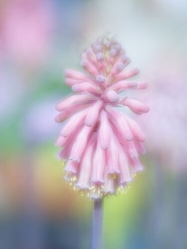 Veltheimia.jpg