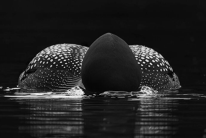 Loon on the Hunt.jpg