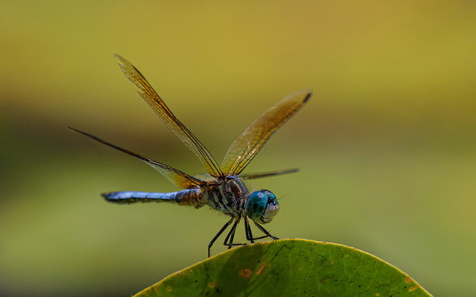 Revision 1 - Blue Dasher NPN.jpg