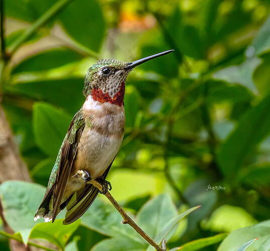 Ruby-throated Hummingbird between fillups.