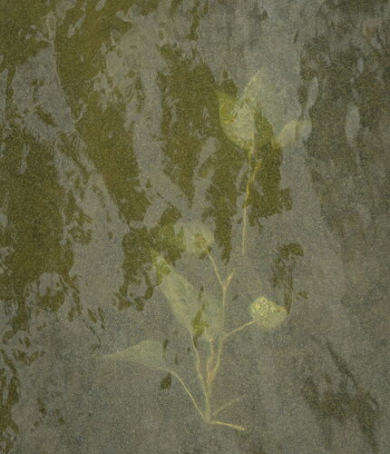 Nature- Drowning plant-2.jpg