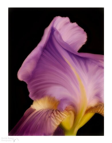 Iris-Oil-copy