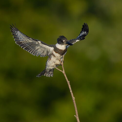Belted Kingfisher 98