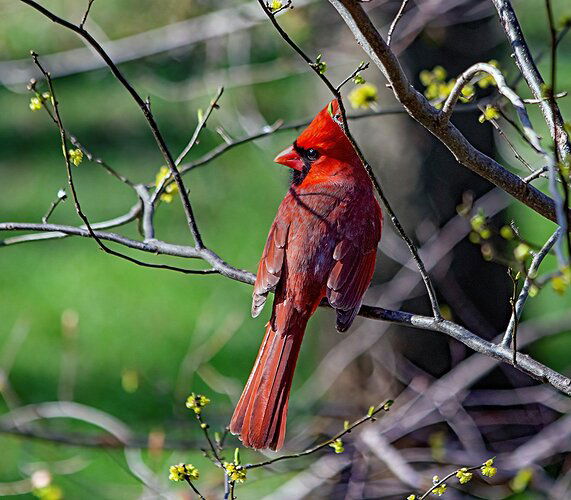 Male Northern Cardinal