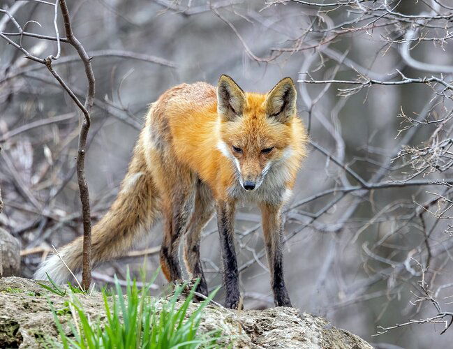 4U0A2003 Male Red Fox.jpg