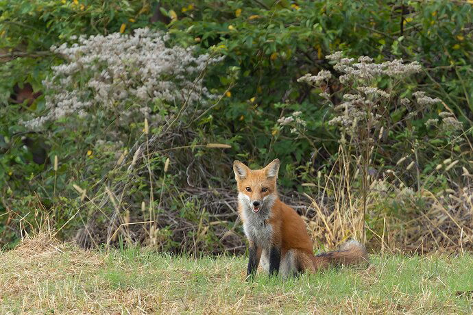 Red Fox in the back field